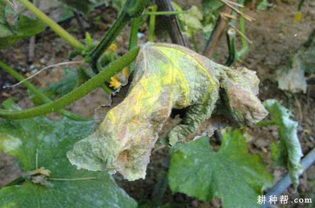黄瓜疫病如何防治? 黄瓜疫病如何防治?