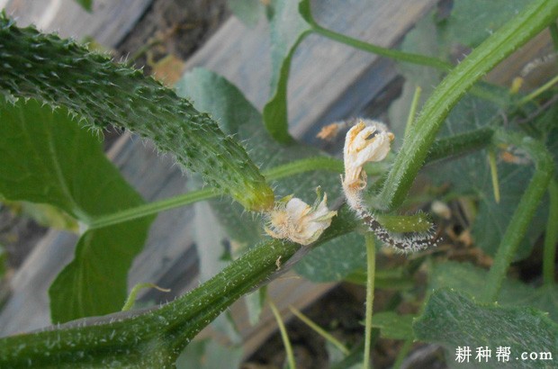 黄瓜疫病如何防治? 黄瓜疫病如何防治?