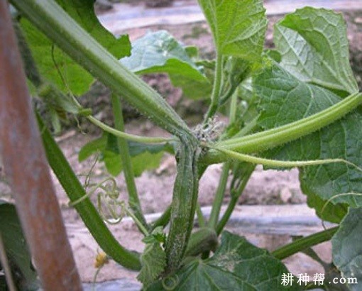 黄瓜疫病如何防治? 黄瓜疫病如何防治?