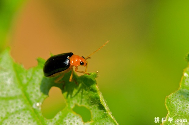 黄瓜如何防治黄足黑守瓜? 黄瓜如何防治黄足黑守瓜?