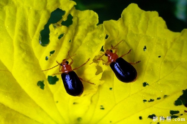 黄瓜如何防治黄足黑守瓜? 黄瓜如何防治黄足黑守瓜?