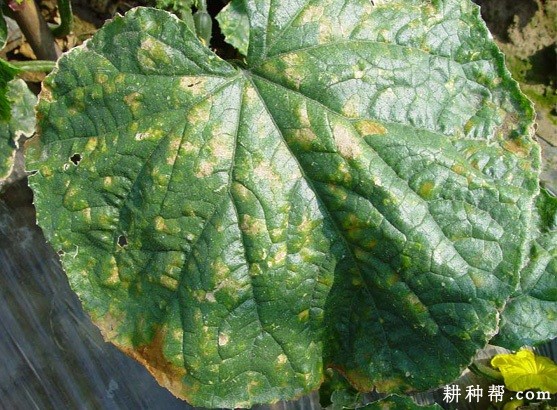 黄瓜黑斑病如何防治？