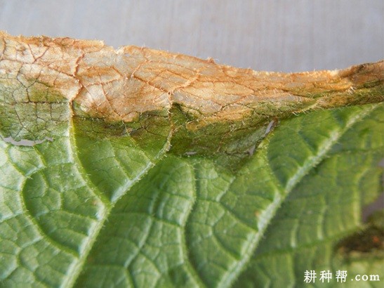 黄瓜细菌性缘枯病如何防治？