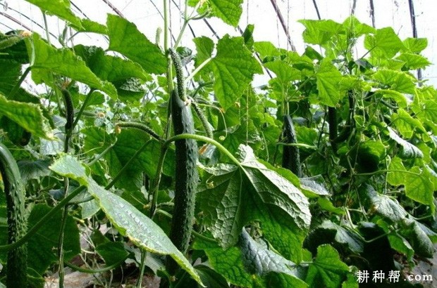 绿秀1号黄瓜品种好不好? 绿秀1号黄瓜品种好不好?