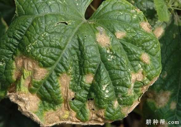 黄瓜炭疽病如何防治? 黄瓜炭疽病如何防治?