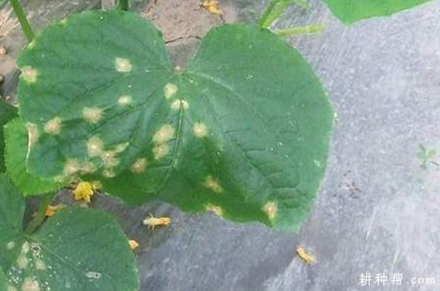 黄瓜炭疽病如何防治? 黄瓜炭疽病如何防治?