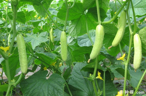 白玉黄瓜品种好不好? 白玉黄瓜品种好不好?