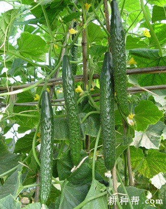 中农26号黄瓜品种好不好? 中农26号黄瓜品种好不好?