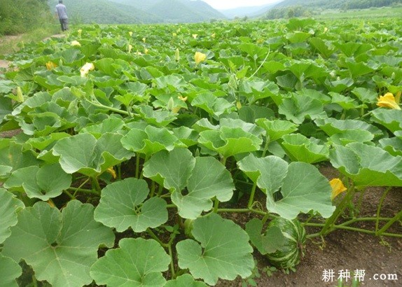 南瓜茎有什么特点? 南瓜茎有什么特点?