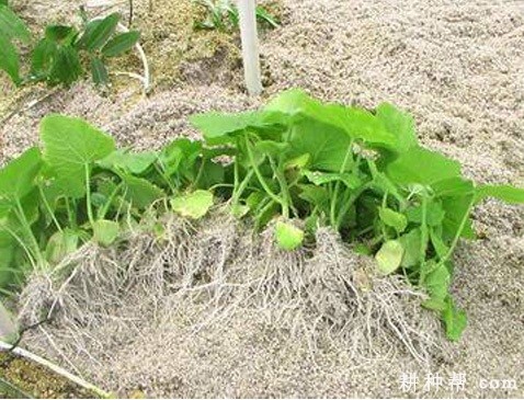 南瓜的根有什么特点? 南瓜的根有什么特点?