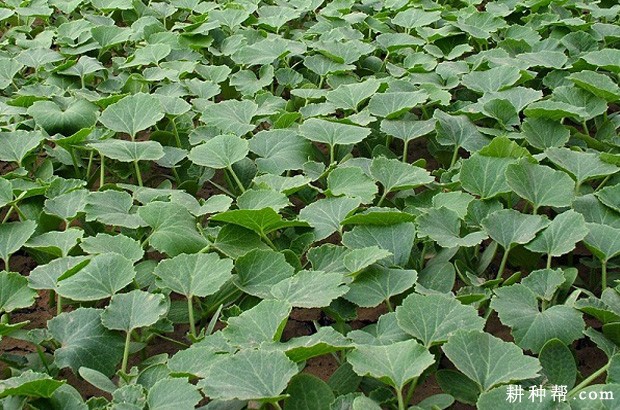 南瓜的根有什么特点? 南瓜的根有什么特点?