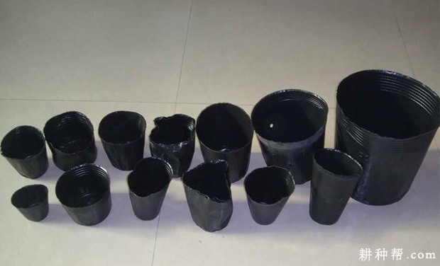 南瓜育苗要做什么准备？