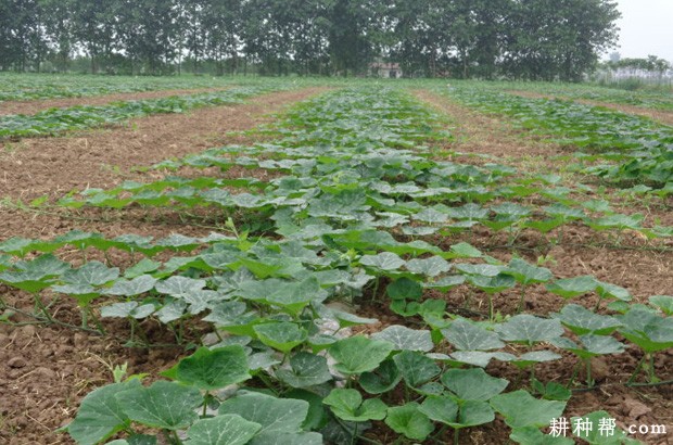 南瓜什么时候种植好？