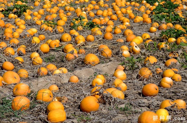 籽用南瓜有哪些特性？