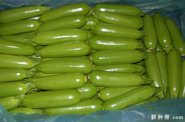 我国西葫芦种植历史 我国西葫芦种植历史