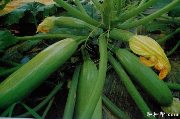 我国西葫芦种植历史 我国西葫芦种植历史