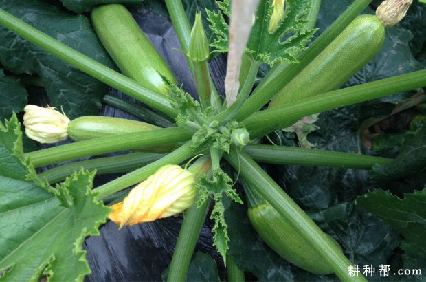我国西葫芦种植历史 我国西葫芦种植历史