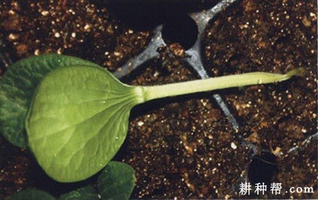 南瓜猝倒病如何防治？