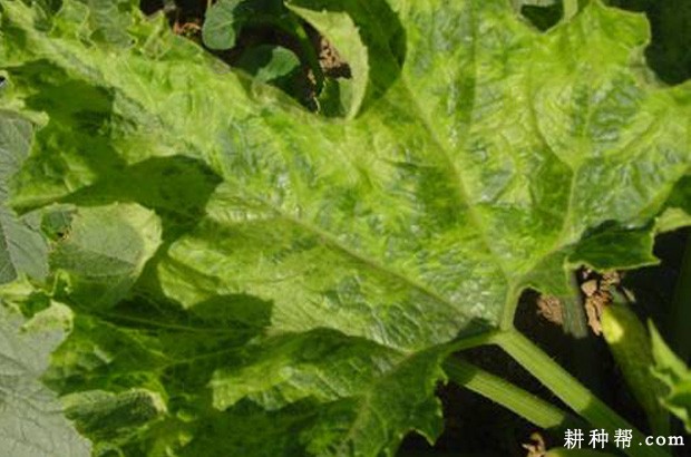 西葫芦病毒病的防治方法有几种? 西葫芦病毒病的防治方法有几种?