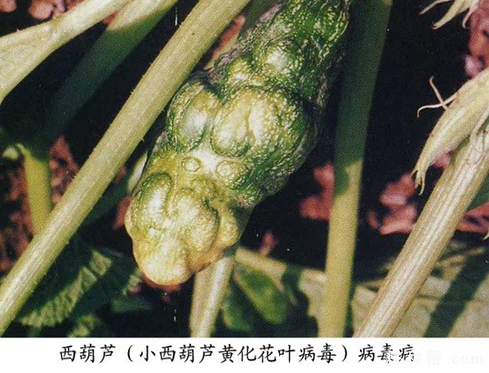 西葫芦病毒病的防治方法有几种? 西葫芦病毒病的防治方法有几种?