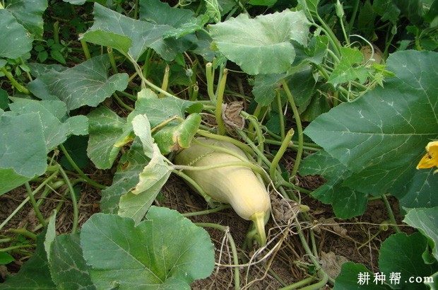 南瓜如何授粉? 南瓜如何授粉?