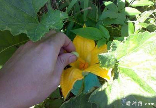 南瓜如何授粉? 南瓜如何授粉?