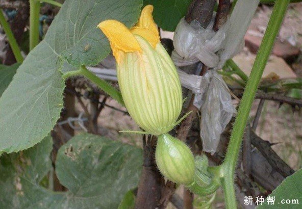 南瓜如何授粉? 南瓜如何授粉?