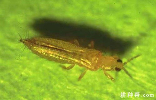 西葫芦叶片有什么特点？