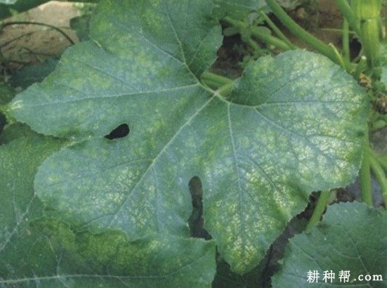 西葫芦霜霉病打什么药防治？