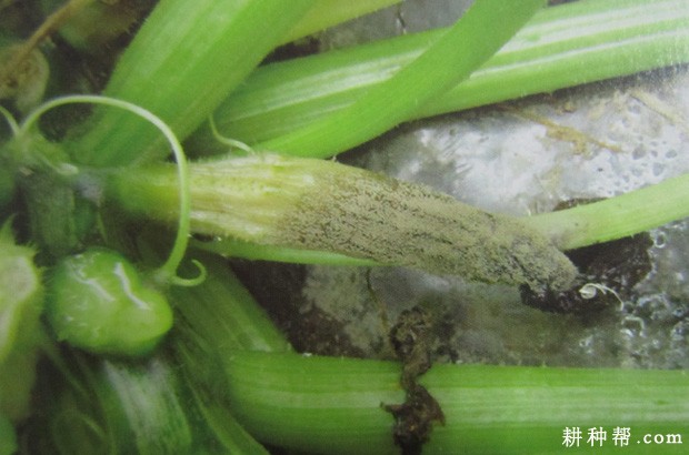 西葫芦灰霉病怎么防治? 西葫芦灰霉病怎么防治?