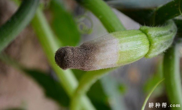 西葫芦灰霉病怎么防治? 西葫芦灰霉病怎么防治?