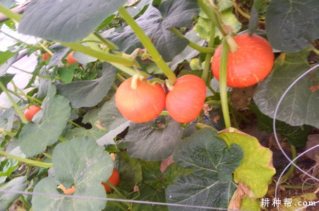 红栗2号南瓜品种好不好？