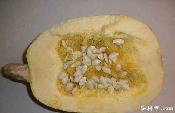 绿金宝西葫芦品种好不好？