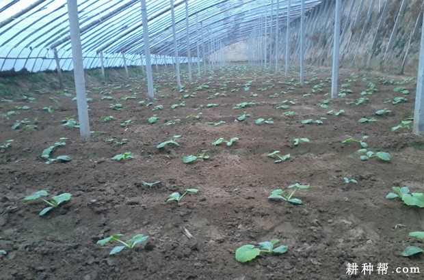 冬春茬日光温室西葫芦如何种植？