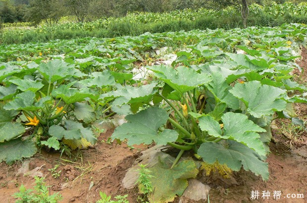 秋茬露地西葫芦如何种植? 秋茬露地西葫芦如何种植?