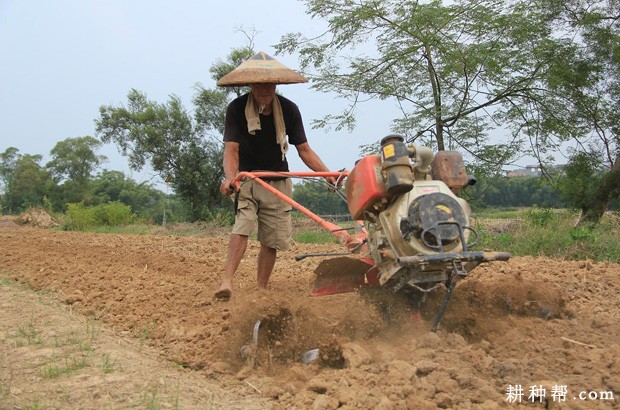 秋茬露地西葫芦如何种植? 秋茬露地西葫芦如何种植?