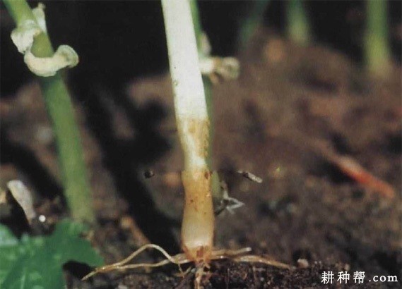 苦瓜立枯病如何防治? 苦瓜立枯病如何防治?