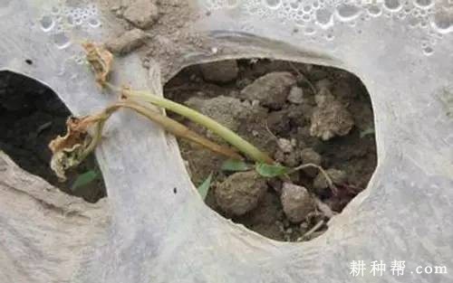 苦瓜立枯病如何防治? 苦瓜立枯病如何防治?