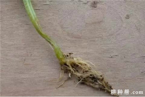 苦瓜立枯病如何防治? 苦瓜立枯病如何防治?