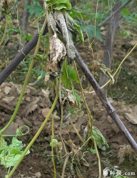 苦瓜蔓枯病如何防治? 苦瓜蔓枯病如何防治?