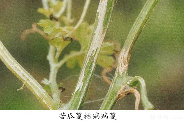 苦瓜蔓枯病如何防治? 苦瓜蔓枯病如何防治?