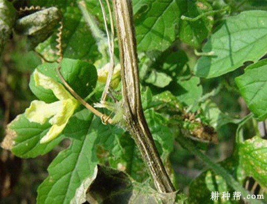 苦瓜蔓枯病如何防治? 苦瓜蔓枯病如何防治?