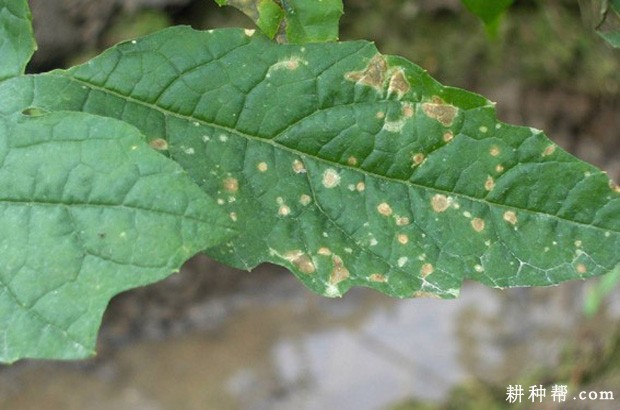 苦瓜蔓枯病如何防治? 苦瓜蔓枯病如何防治?