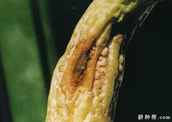 苦瓜炭疽病如何防治? 苦瓜炭疽病如何防治?