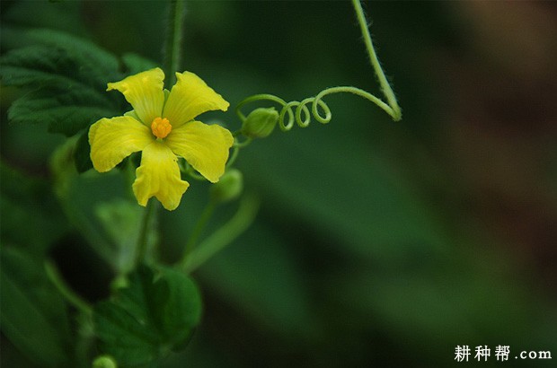 苦瓜的花、果实及种子有什么特点？
