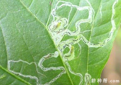 苦瓜如何防治美洲斑潜蝇? 苦瓜如何防治美洲斑潜蝇?