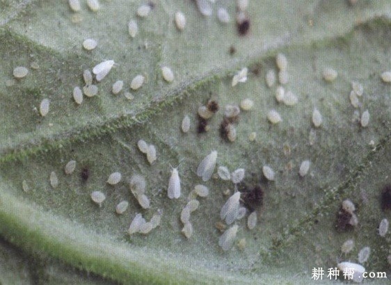 苦瓜怎么样防治温室白粉虱? 苦瓜怎么样防治温室白粉虱?