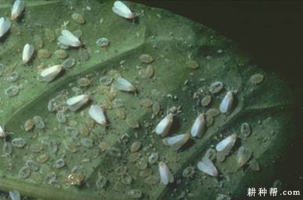 苦瓜怎么样防治温室白粉虱? 苦瓜怎么样防治温室白粉虱?