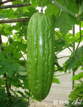 桂农科二号苦瓜品种好不好? 桂农科二号苦瓜品种好不好?