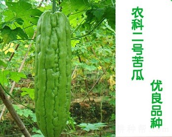 桂农科二号苦瓜品种好不好? 桂农科二号苦瓜品种好不好?